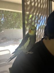 Lost Male Bird last seen Litchfield Road & Wigwam Road, Goodyear, AZ 85395