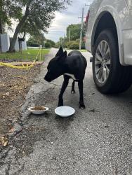 Found/Stray Female Dog last seen 84th Avenue and 58th Street, Miami, FL 33143