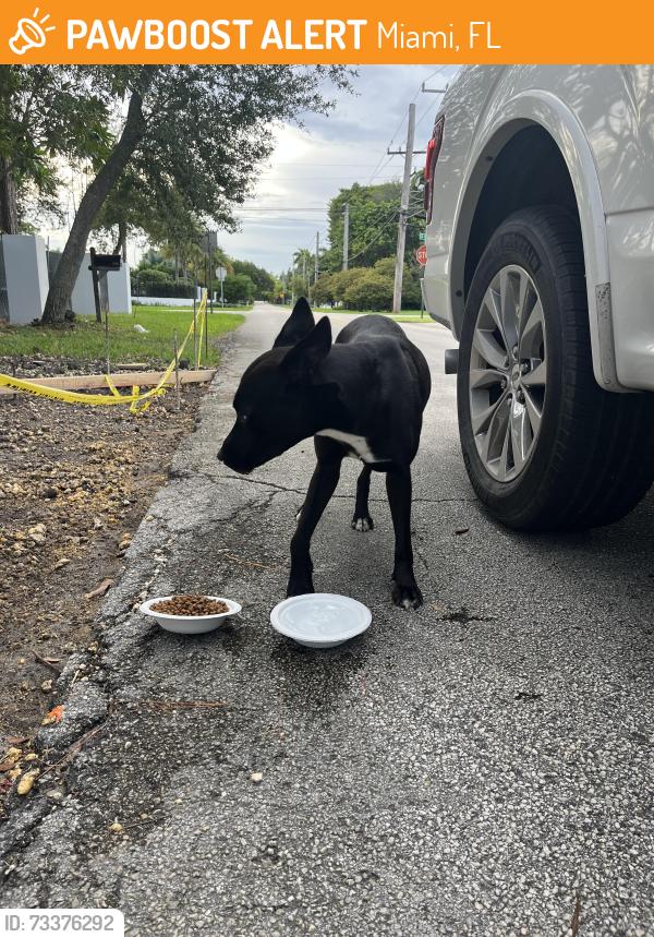 Found/Stray Female Dog last seen 84th Avenue and 58th Street, Miami, FL 33143