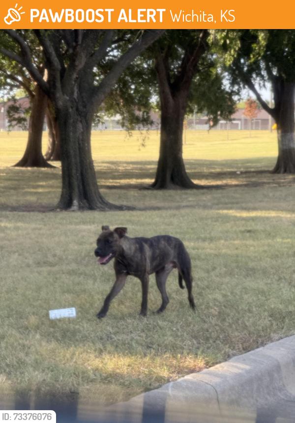Found/Stray Unknown Dog last seen South Duncan Road next to volleyball and playground, near creek, Wichita, KS 67210