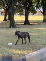 Found/Stray Unknown Dog last seen South Duncan Road next to volleyball and playground, near creek, Wichita, KS 67210