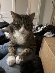 Lost Male Cat last seen Hanna & McKinnie, Fort Wayne, IN 46806