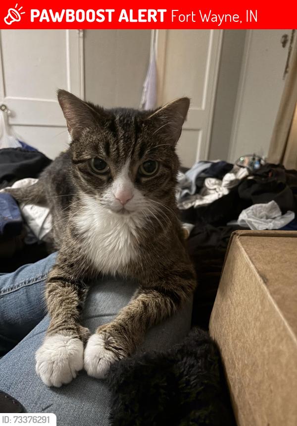 Lost Male Cat last seen Hanna & McKinnie, Fort Wayne, IN 46806