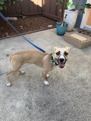 Reunited Unknown Dog last seen Carlisle and Sunnybrae, San Mateo, CA 94402