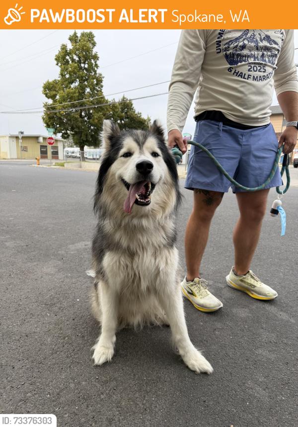 Found/Stray Male Dog last seen Clarke and Riverside, Spokane, WA 99201