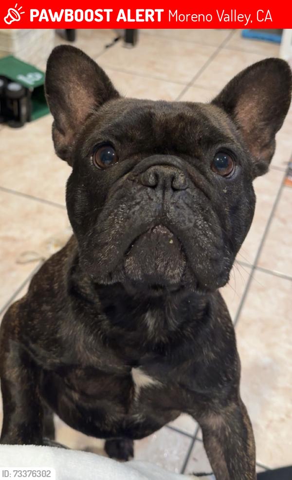 Lost Male Dog last seen Cactus and Brodeia, Moreno Valley, CA 92553