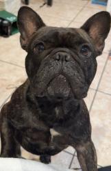 Lost Male Dog last seen Cactus and Brodeia, Moreno Valley, CA 92553