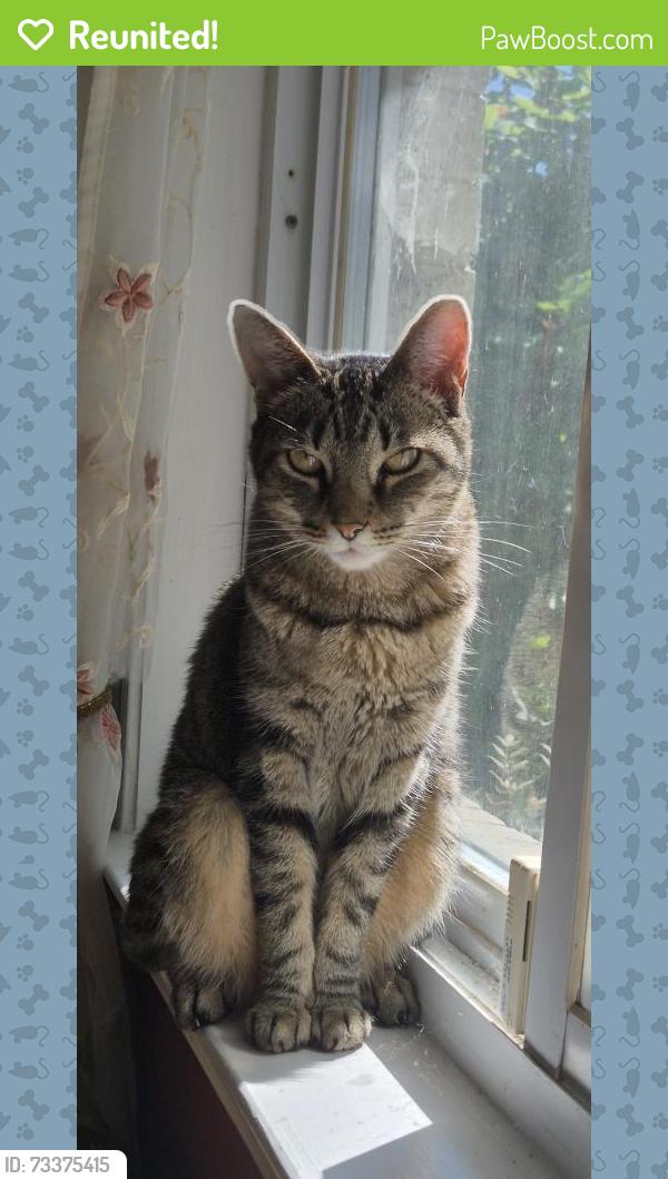 Reunited Female Cat last seen Near rockville medical center, North Bethesda, MD 20852