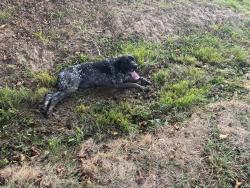 Found/Stray Male Dog last seen Farm creek rd. And s culberson, Jonesboro, AR 72404