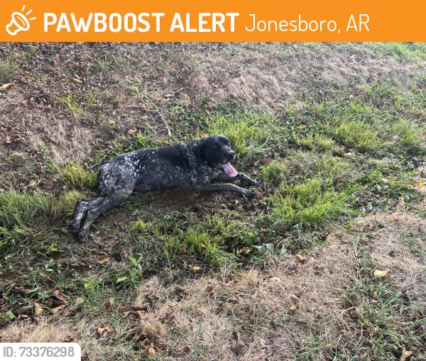 Found/Stray Male Dog last seen Farm creek rd. And s culberson, Jonesboro, AR 72404