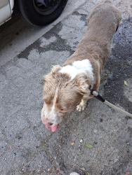 Found/Stray Male Dog last seen Pine and Santa fe, Compton, CA 90222