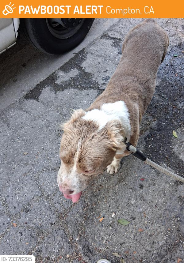 Found/Stray Male Dog last seen Pine and Santa fe, Compton, CA 90222