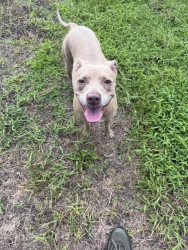 Reunited Female Dog last seen Watson Road/Deerfield Trace Community, St. Augustine, FL 32085