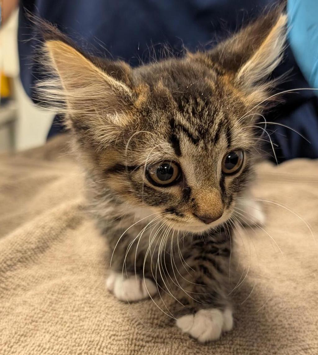 Shelter Stray Female Cat last seen Near Mission Blvd, HAYWARD, CA, 94540, 8323 Baldwin St, Oakland, CA 94621, USA
