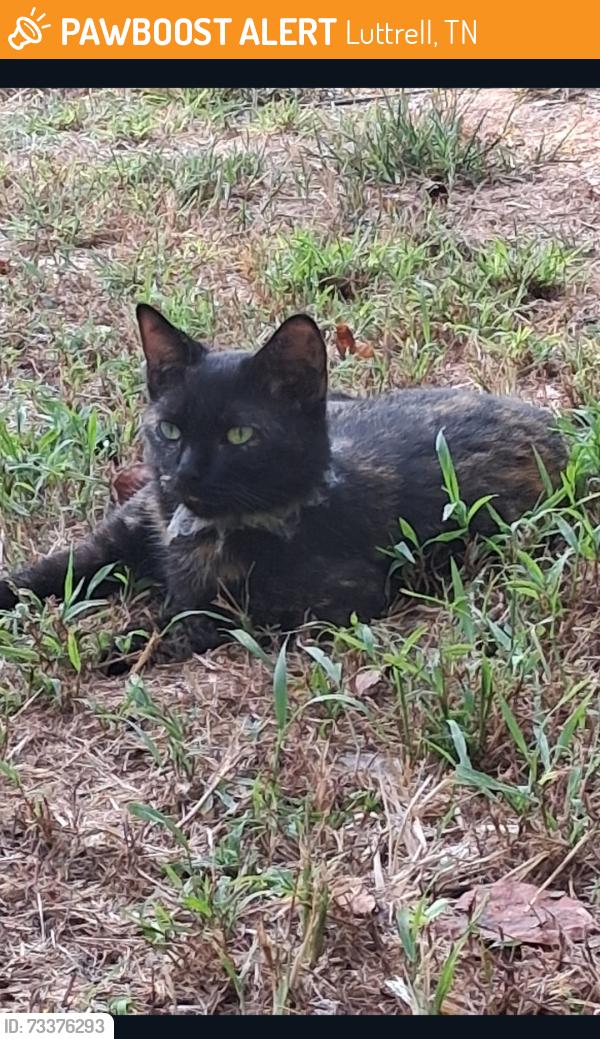Found/Stray Female Cat last seen Maynardville, Luttrell, TN 37779