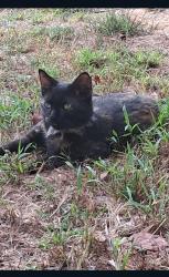 Found/Stray Female Cat last seen Maynardville, Luttrell, TN 37779