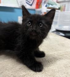 Shelter Stray Male Cat last seen Near Descanso Avenue, San Marcos, CA, 92078, Escondido, CA 92027, USA
