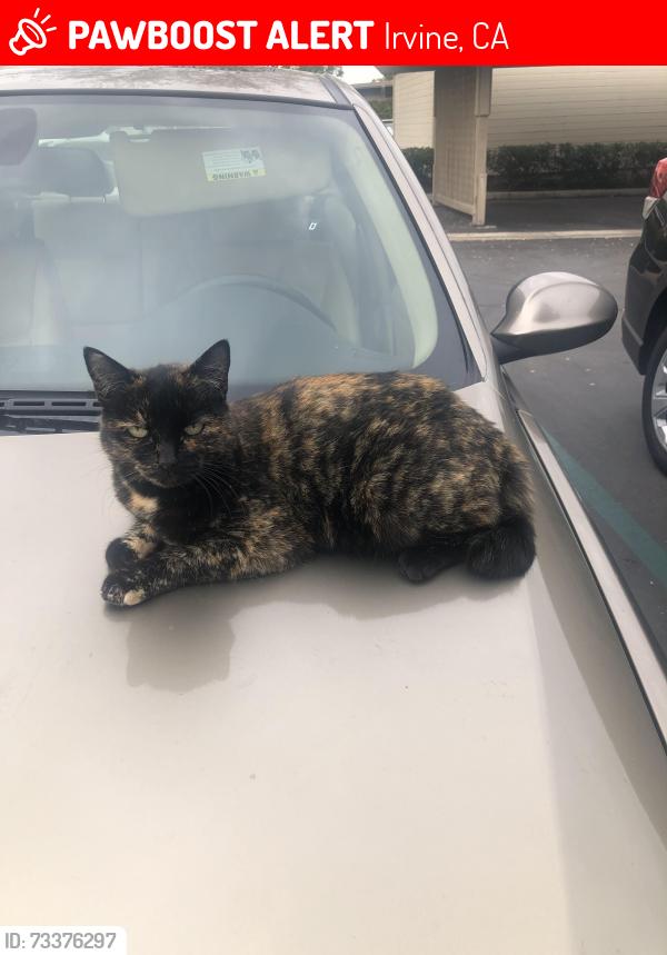 Lost Female Cat last seen Outside of Apt #36, Irvine, CA 92604