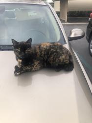 Lost Female Cat last seen Outside of Apt #36, Irvine, CA 92604