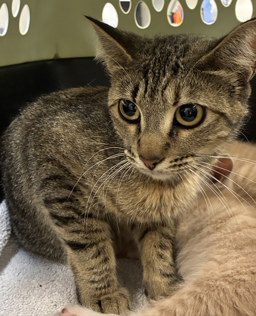 Shelter Stray Female Cat last seen MCAS, TROUTDALE, OR, 97060, 1700 W Historic Columbia River Hwy, Troutdale, OR 97060, USA