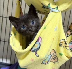 Shelter Stray Female Cat last seen Peach Street, El Cajon, CA, 92021, El Cajon, CA 92020, USA