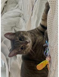 Lost Female Cat last seen Near Highland Vineyard Ln, Houston, TX 77091