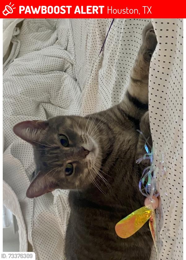 Lost Female Cat last seen Near Highland Vineyard Ln, Houston, TX 77091
