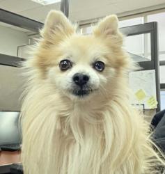 Reunited Male Dog last seen Antioch, TN, Nashville, TN 37013