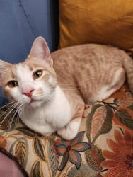 Lost Male Cat last seen North County & Eldorado, Frisco, TX 75033