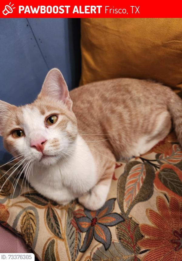 Lost Male Cat last seen North County & Eldorado, Frisco, TX 75033