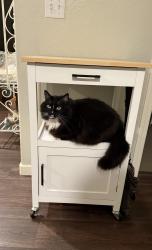Reunited Male Cat last seen Basking Ridge off Bernal Rd., San Jose, CA 95138