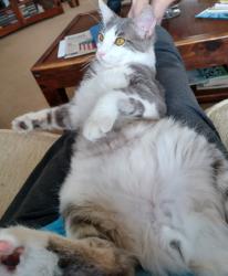 Reunited Male Cat last seen Crest Dr and Hickoryhill Dr, Encinitas, CA 92024
