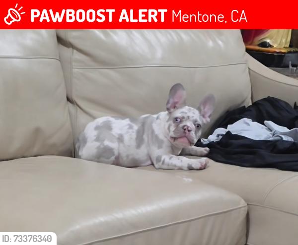Lost Male Dog last seen Near turquoise Ave Mentone CA, Mentone, CA 92359