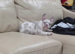 Lost Male Dog last seen Near turquoise Ave Mentone CA, Mentone, CA 92359