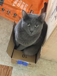 Lost Male Cat last seen Airport Rd and Amity Lane, Rockwall, TX 75087