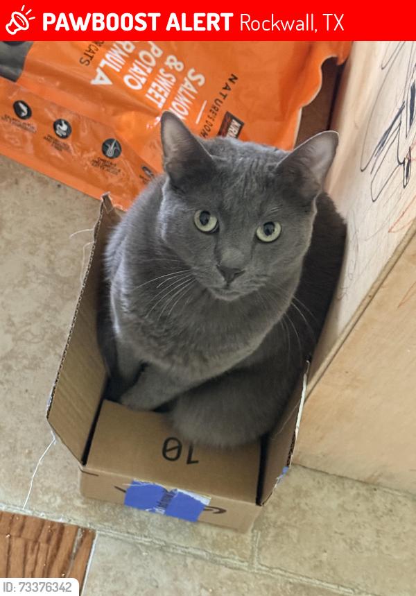 Lost Male Cat last seen Airport Rd and Amity Lane, Rockwall, TX 75087