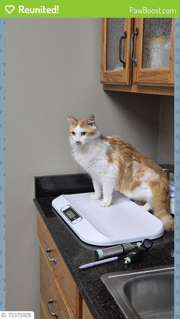 Reunited Male Cat last seen Amburn Meadows Ln and Nine Mile, Blount County, TN 37801