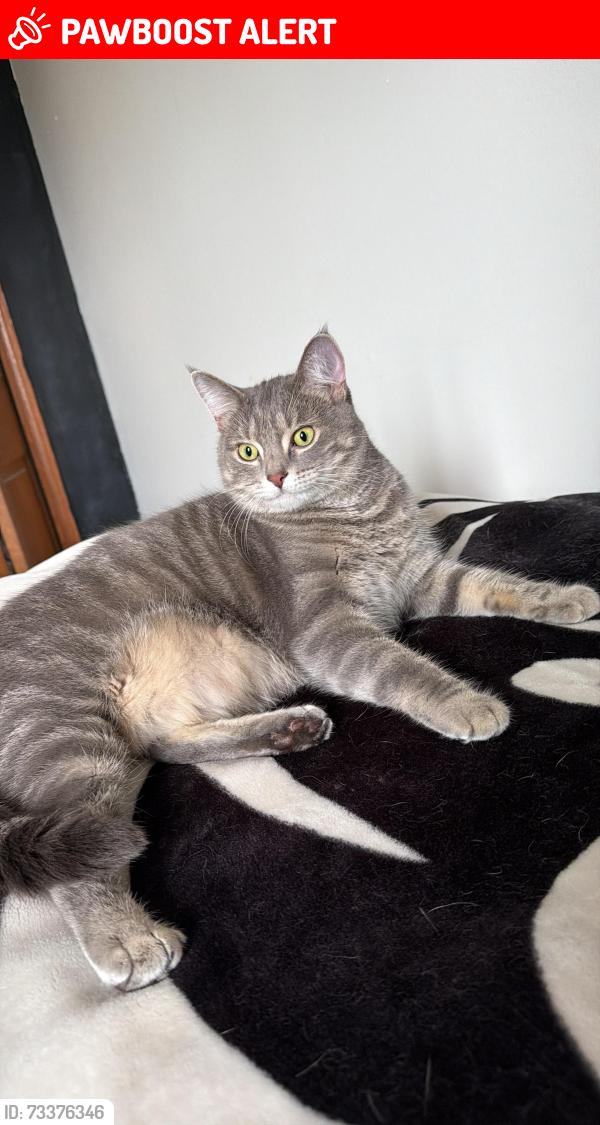 Lost Female Cat last seen Keener Park, Monclova Township, OH 43542