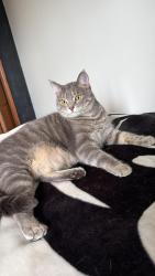 Lost Female Cat last seen Keener Park, Monclova Township, OH 43542
