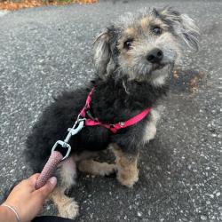 Shelter Stray Male Dog last seen , 124 Evergreen Ave, Newark, NJ 07114, USA