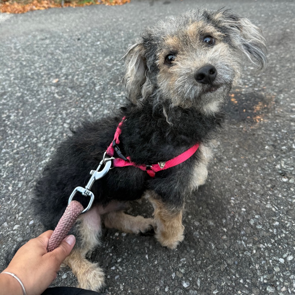 Shelter Stray Male Dog last seen , 124 Evergreen Ave, Newark, NJ 07114, USA