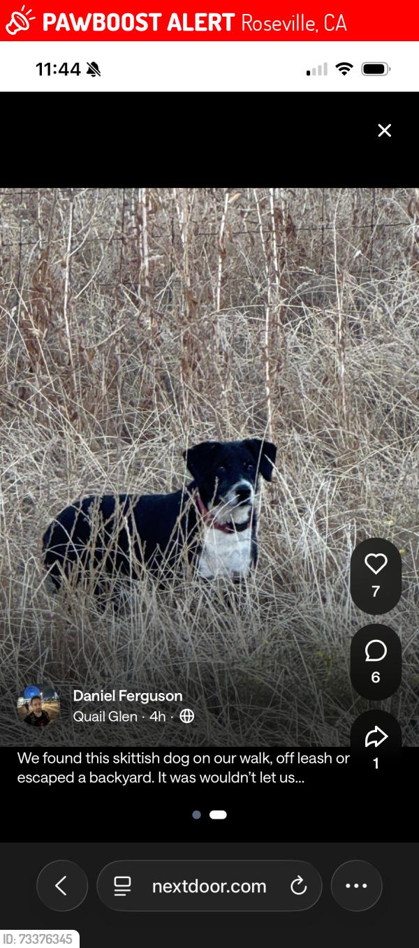 Lost Female Dog last seen Chanly st, Roseville, CA 95747