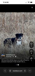 Lost Female Dog last seen Chanly st, Roseville, CA 95747