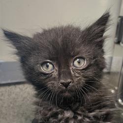 Shelter Stray Female Cat last seen , 4575 E Mesquite Ave, Palm Springs, CA 92264, USA