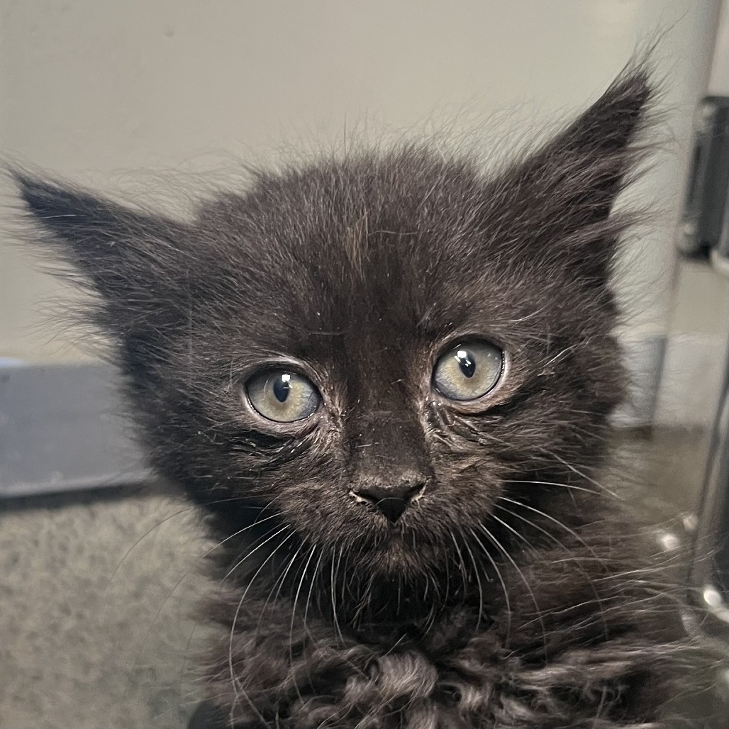 Shelter Stray Female Cat last seen , 4575 E Mesquite Ave, Palm Springs, CA 92264, USA