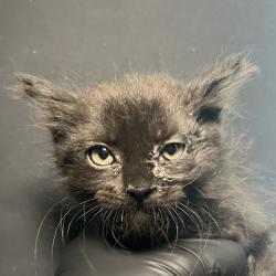 Shelter Stray Female Cat last seen , 4575 E Mesquite Ave, Palm Springs, CA 92264, USA