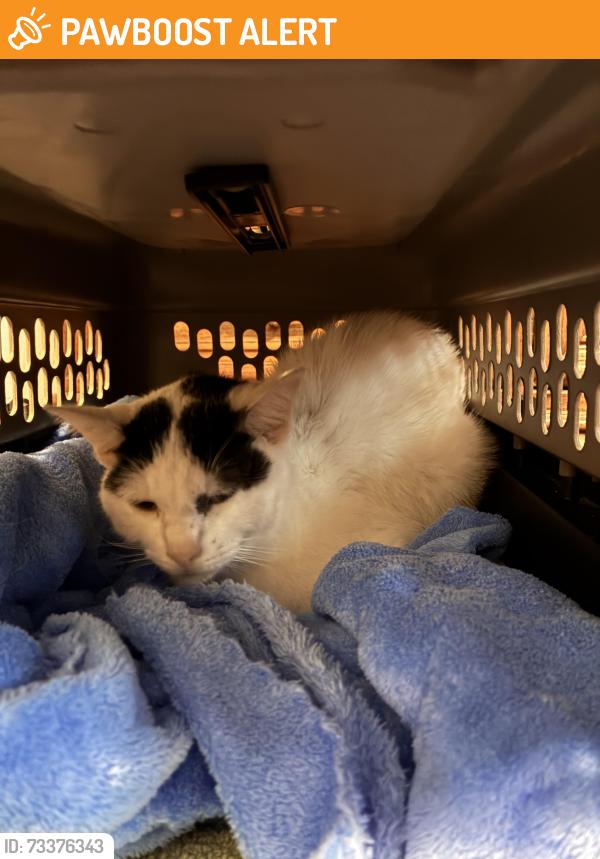 Found/Stray Female Cat last seen Greenburg Pike, Wilkins Township, PA 15145