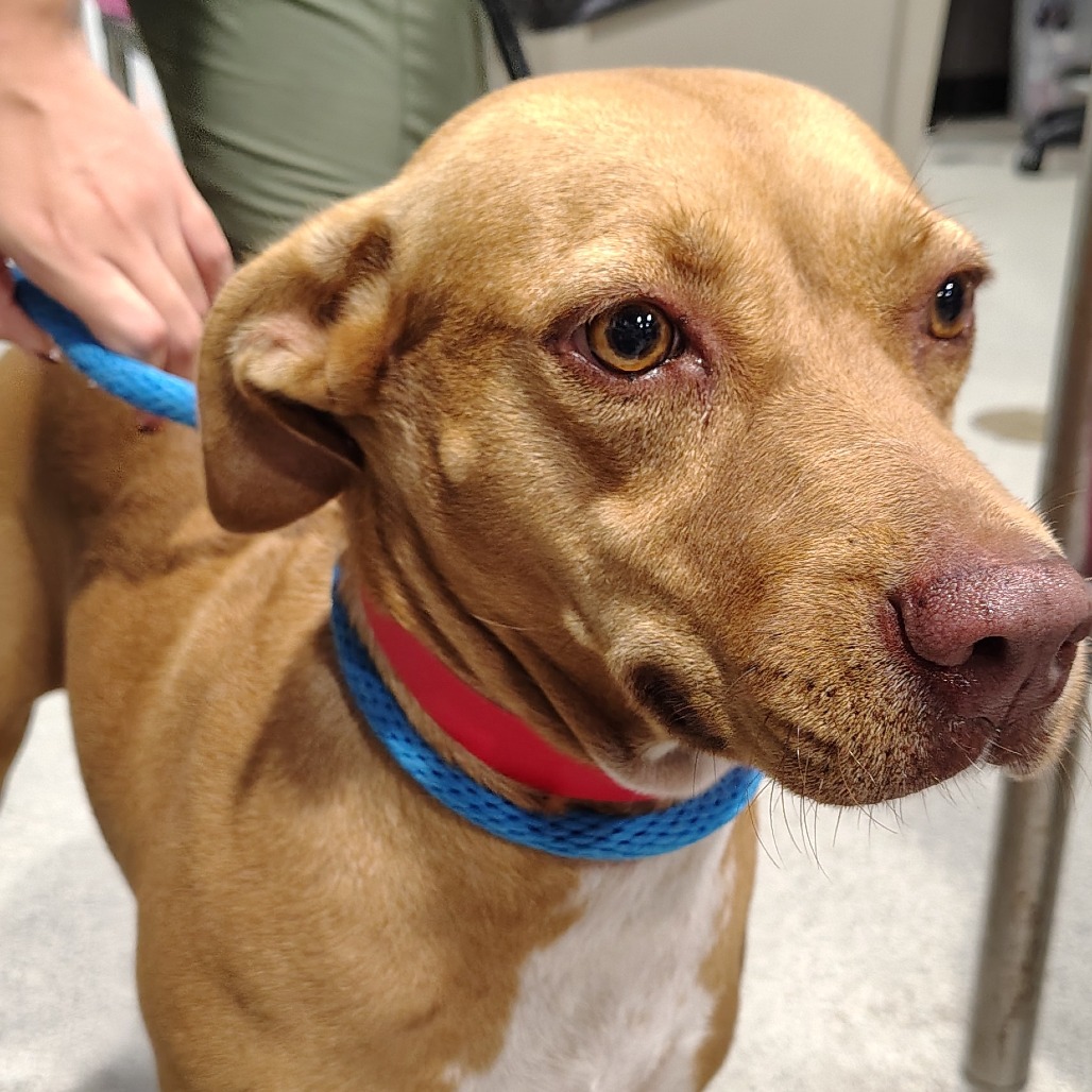 Shelter Stray Female Dog last seen , 3607 N Armenia Ave, Tampa, FL 33607, USA