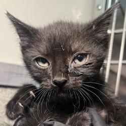 Shelter Stray Female Cat last seen , 4575 E Mesquite Ave, Palm Springs, CA 92264, USA