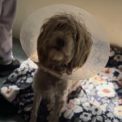 Shelter Stray Male Dog last seen , 361 S Raymond Ave, Pasadena, CA 91105, USA